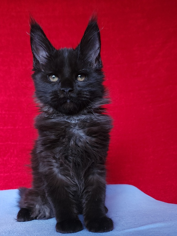 Lester Akbars - Kitten maine-coon 2 months 3 weeks