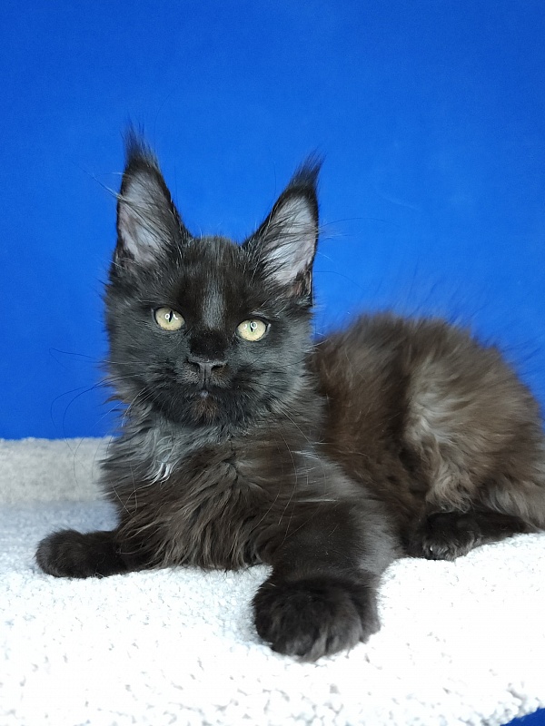 Lester Akbars - Kitten maine-coon 3 months