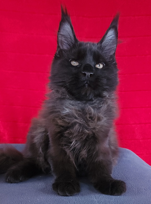 Lester Akbars - Kitten maine-coon 3 months 3 weeks