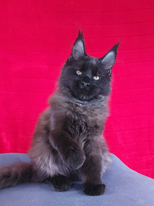 Lester Akbars - Kitten maine-coon 3 months 3 weeks