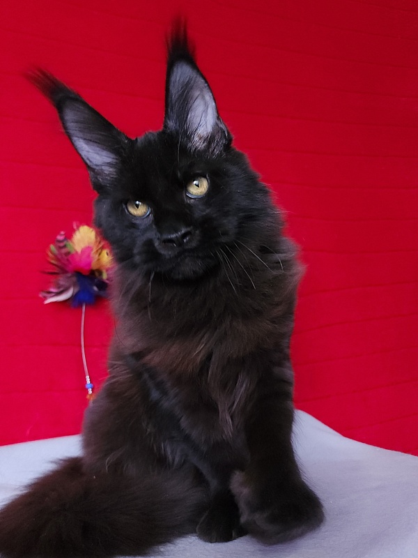 Loki Akbars  (polydactyl 55/66 ) for PET - Kitten maine-coon 4 months 3 weeks