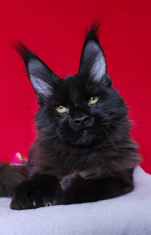 Loki Akbars  (polydactyl 55/66 ) for PET - Kitten maine-coon 4 months 3 weeks