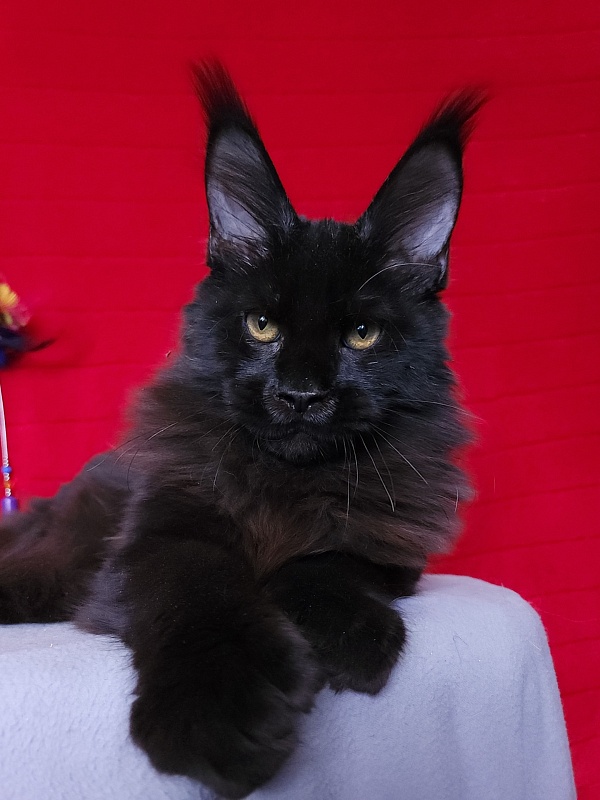 Loki Akbars  (polydactyl 55/66 ) for PET - Kitten maine-coon 4 months 3 weeks