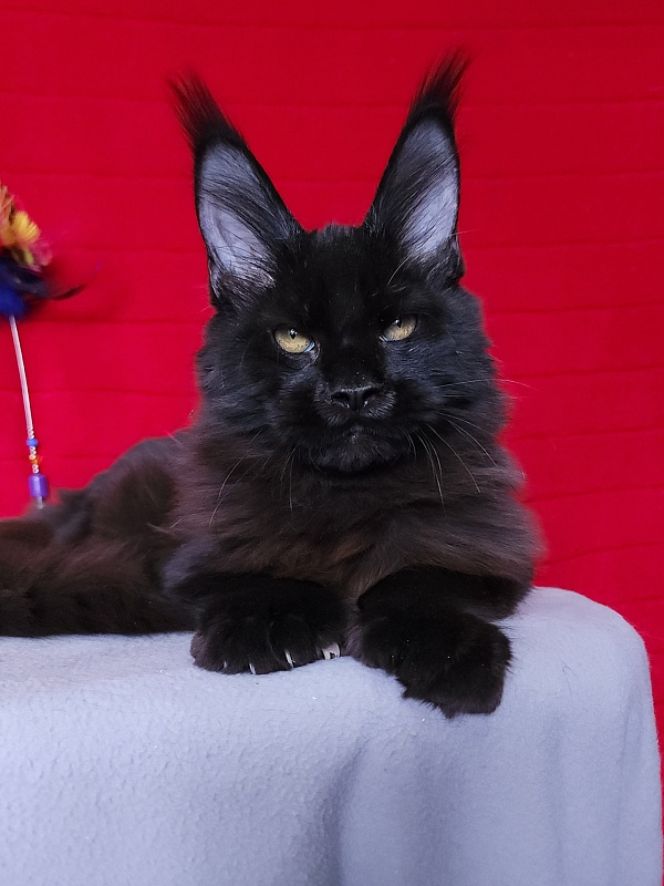 Loki Akbars  (polydactyl 55/66 ) for PET - Kitten maine-coon 4 months 3 weeks