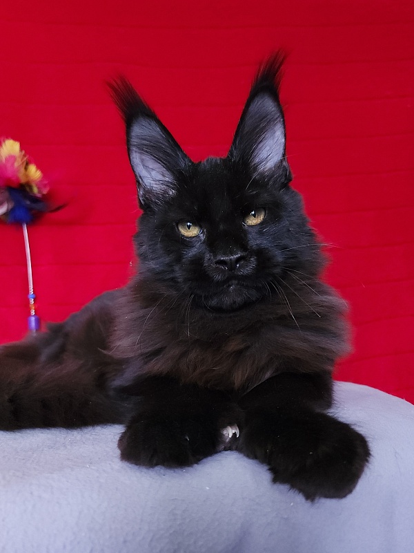 Loki Akbars  (polydactyl 55/66 ) for PET - Kitten maine-coon 4 months 3 weeks