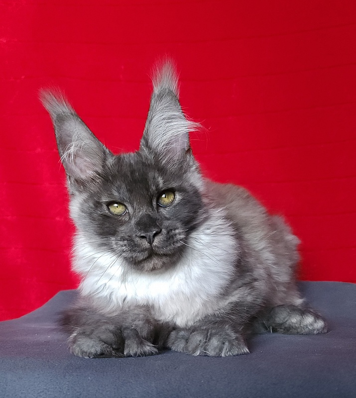 Lord Akbars  (polydactyl 66/66) - Kitten maine-coon 3 months 3 weeks