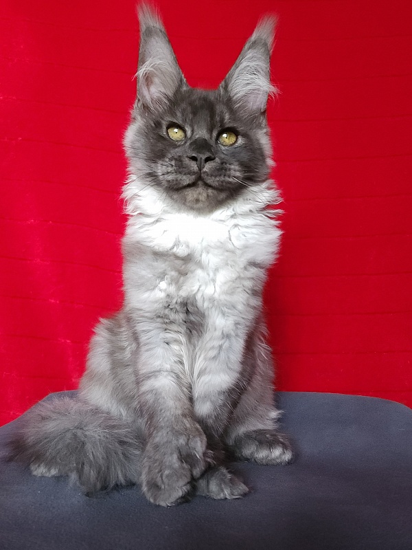 Lord Akbars  (polydactyl 66/66) - Kitten maine-coon 3 months 3 weeks