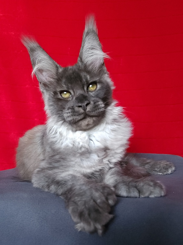 Lord Akbars  (polydactyl 66/66) - Kitten maine-coon 3 months 3 weeks