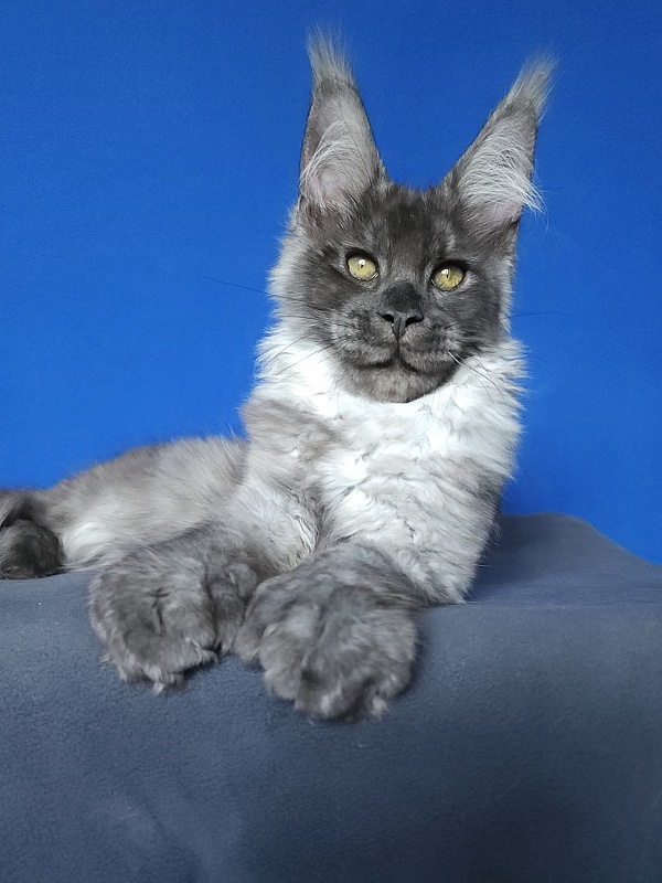 Lord Akbars  (polydactyl 66/66) - Kitten maine-coon 3 months 3 weeks