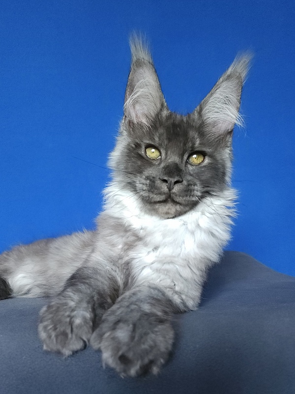 Lord Akbars  (polydactyl 66/66) - Kitten maine-coon 3 months 3 weeks