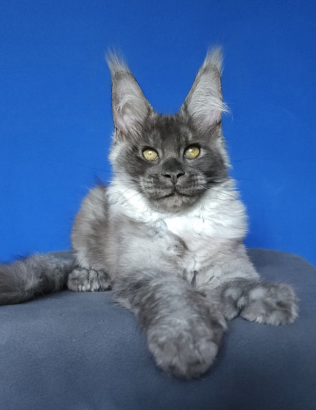 Lord Akbars  (polydactyl 66/66) - Kitten maine-coon 3 months 3 weeks