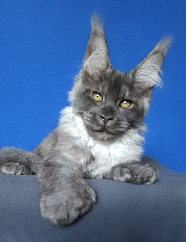 Lord Akbars  (polydactyl 66/66) - Kitten maine-coon 3 months 3 weeks