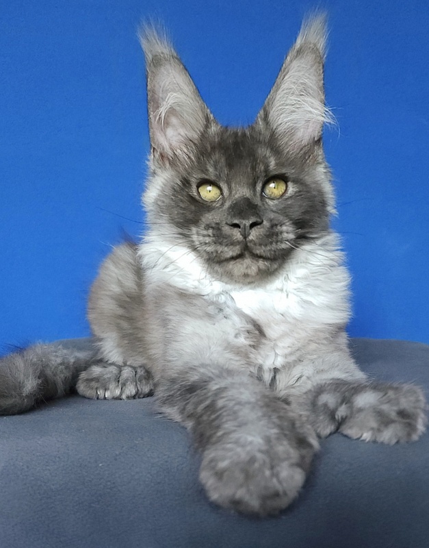 Lord Akbars  (polydactyl 66/66) - Kitten maine-coon 3 months 3 weeks