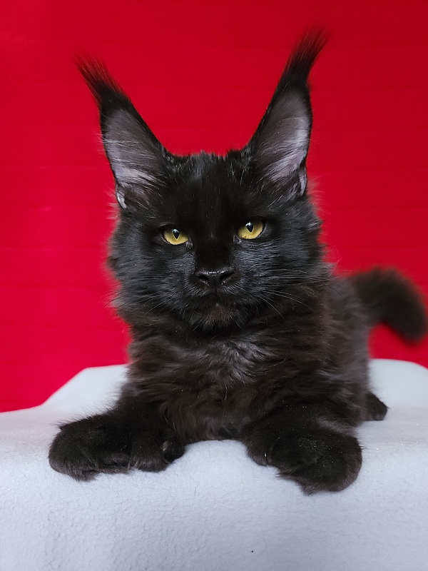 Lara Akbars  (polydactyl 66/66) - Kitten maine-coon 4 months 3 weeks