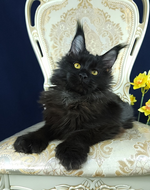 Lara Akbars  (polydactyl 66/66) - Kitten maine-coon 6 months 0.5 weeks