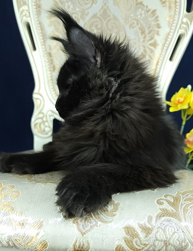 Lara Akbars  (polydactyl 66/66) - Kitten maine-coon 6 months 0.5 weeks
