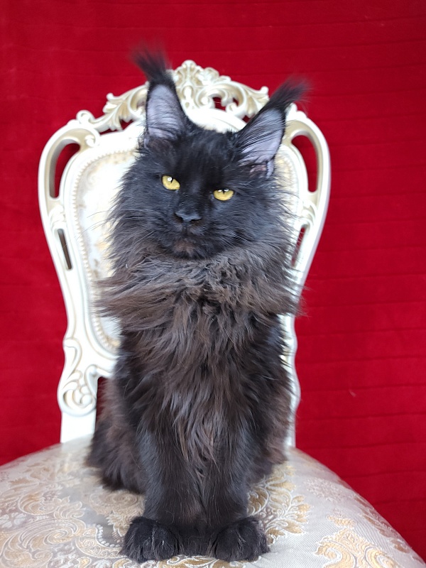 Lara Akbars  (polydactyl 66/66) - Junior maine-coon 7 months 1.5 week