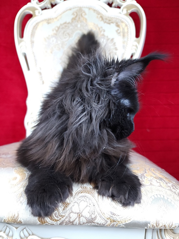 Lara Akbars  (polydactyl 66/66) - Junior maine-coon 7 months 1.5 week