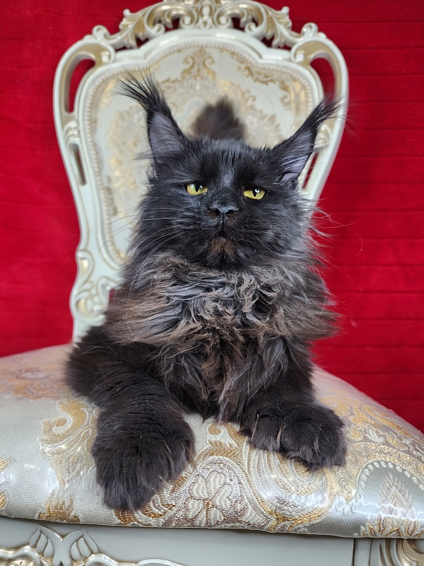 Lara Akbars  (polydactyl 66/66) - Junior maine-coon 7 months 1.5 week