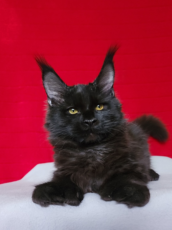 Lara Akbars  (polydactyl 66/66) - Kitten maine-coon 4 months 3 weeks