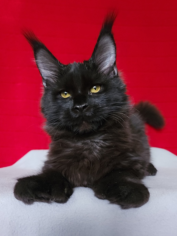 Lara Akbars  (polydactyl 66/66) - Kitten maine-coon 4 months 3 weeks