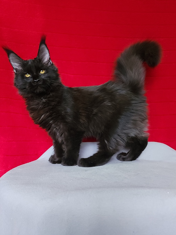 Lara Akbars  (polydactyl 66/66) - Kitten maine-coon 4 months 3 weeks