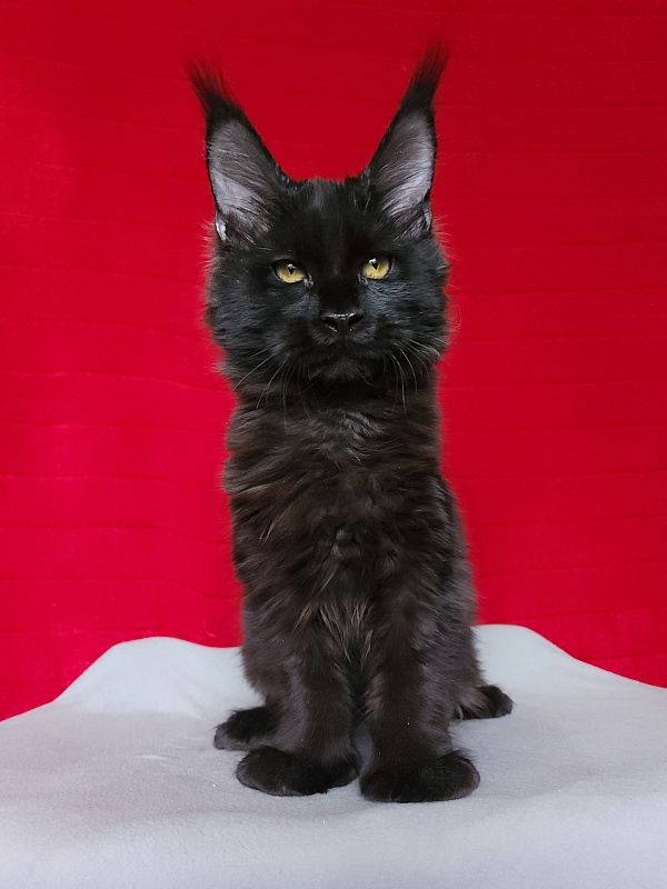 Lara Akbars  (polydactyl 66/66) - Kitten maine-coon 4 months 3 weeks