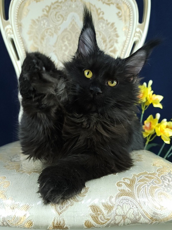 Lara Akbars  (polydactyl 66/66) - Kitten maine-coon 6 months 0.5 weeks