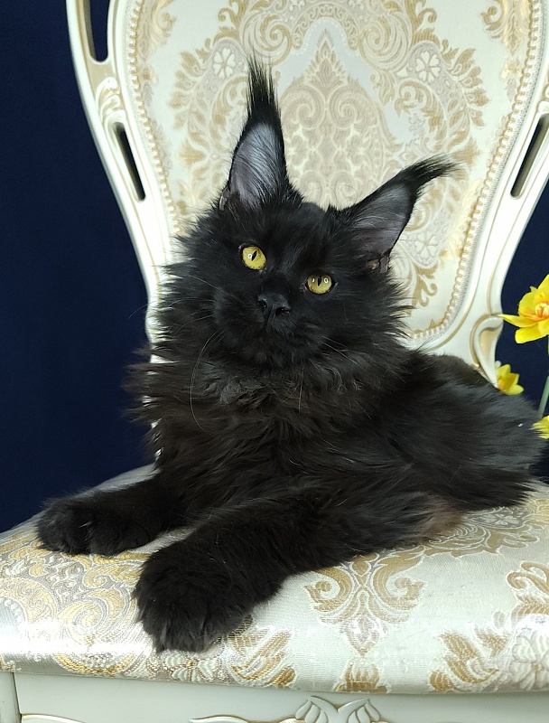 Lara Akbars  (polydactyl 66/66) - Kitten maine-coon 6 months 0.5 weeks