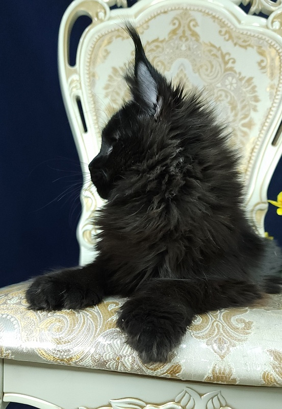 Lara Akbars  (polydactyl 66/66) - Kitten maine-coon 6 months 0.5 weeks
