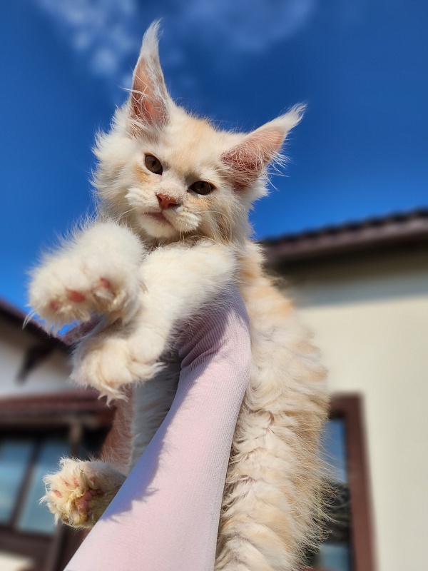 Silver Bear Akbars (polydactyl) 66/66 - Kitten maine-coon 2 months