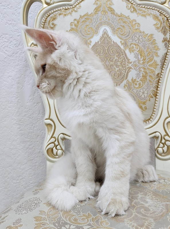 Silver Bear Akbars (polydactyl) 66/66 - Kitten maine-coon 4 months 2.5 weeks