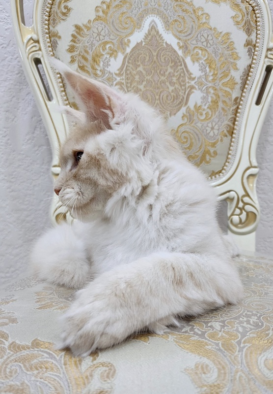 Silver Bear Akbars (polydactyl) 66/66 - Kitten maine-coon 4 months 2.5 weeks