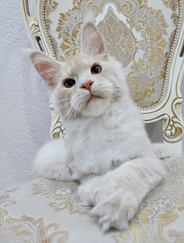 Silver Bear Akbars (polydactyl) 66/66 - Kitten maine-coon 4 months 2.5 weeks