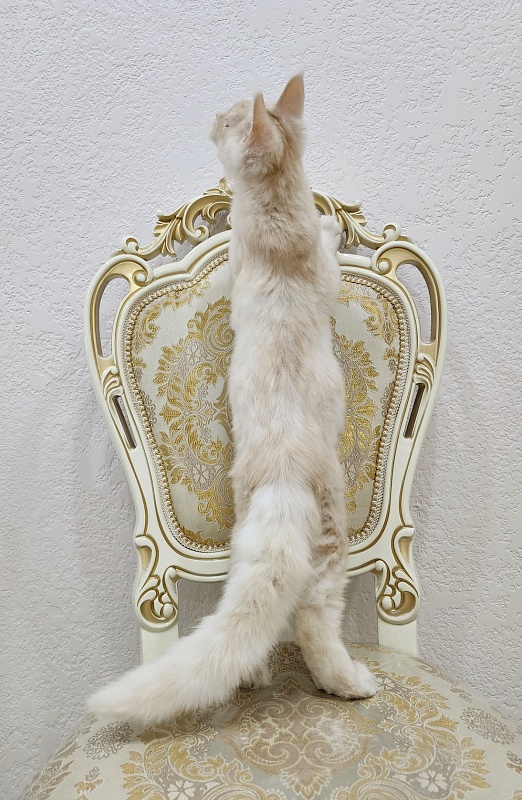 Silver Bear Akbars (polydactyl) 66/66 - Kitten maine-coon 4 months 2.5 weeks