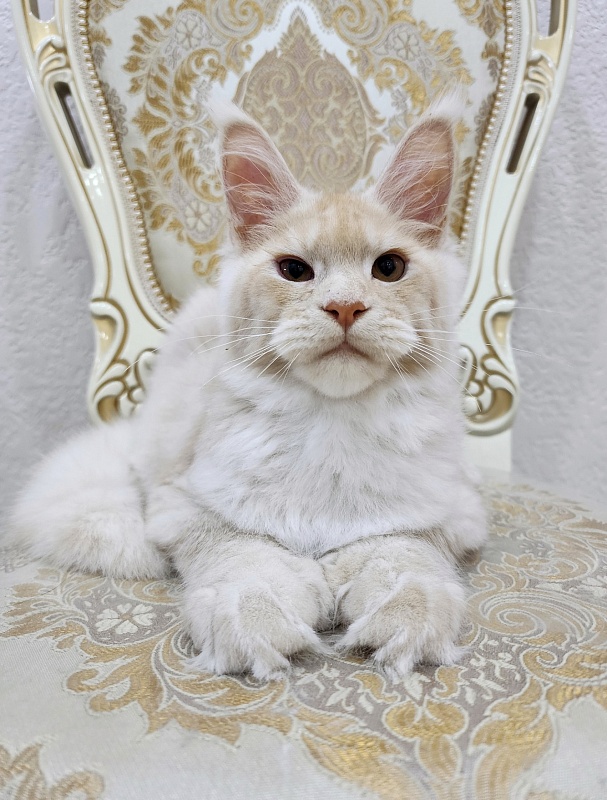 Silver Bear Akbars (polydactyl) 66/66 - Kitten maine-coon 4 months 2.5 weeks