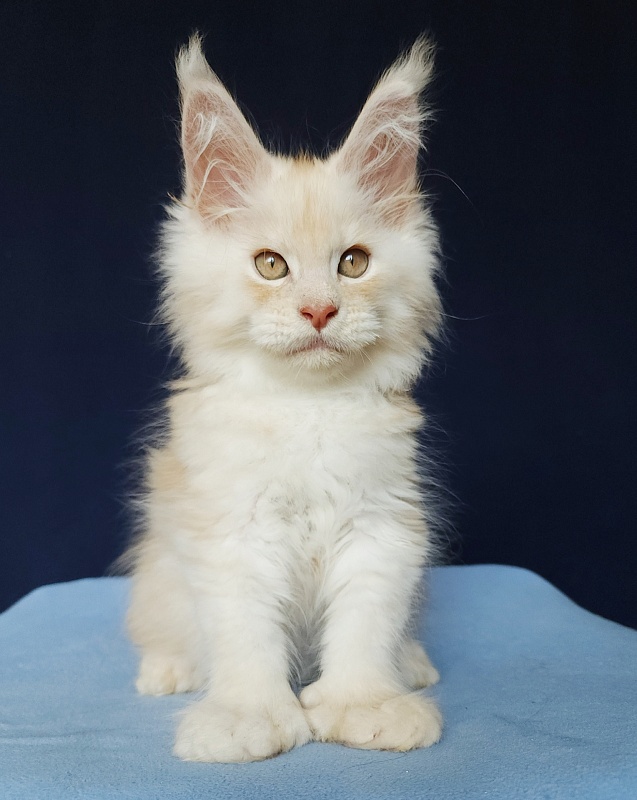 Silver Bear Akbars (polydactyl) 66/66 - Kitten maine-coon 2 months 1.5 week