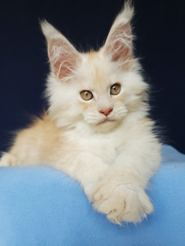 Silver Bear Akbars (polydactyl) 66/66 - Kitten maine-coon 2 months 1.5 week
