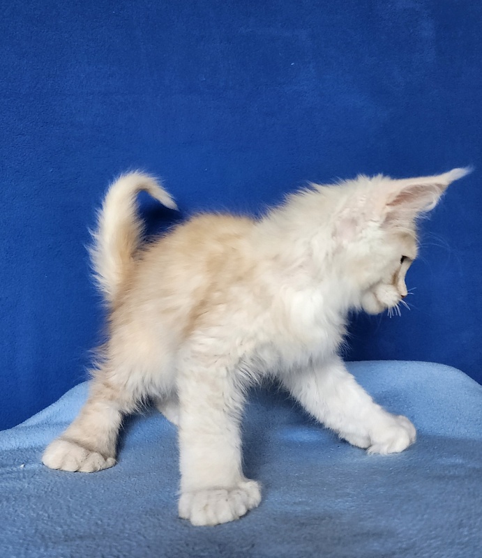 Silver Bear Akbars (polydactyl) 66/66 - Kitten maine-coon 2 months 3 weeks