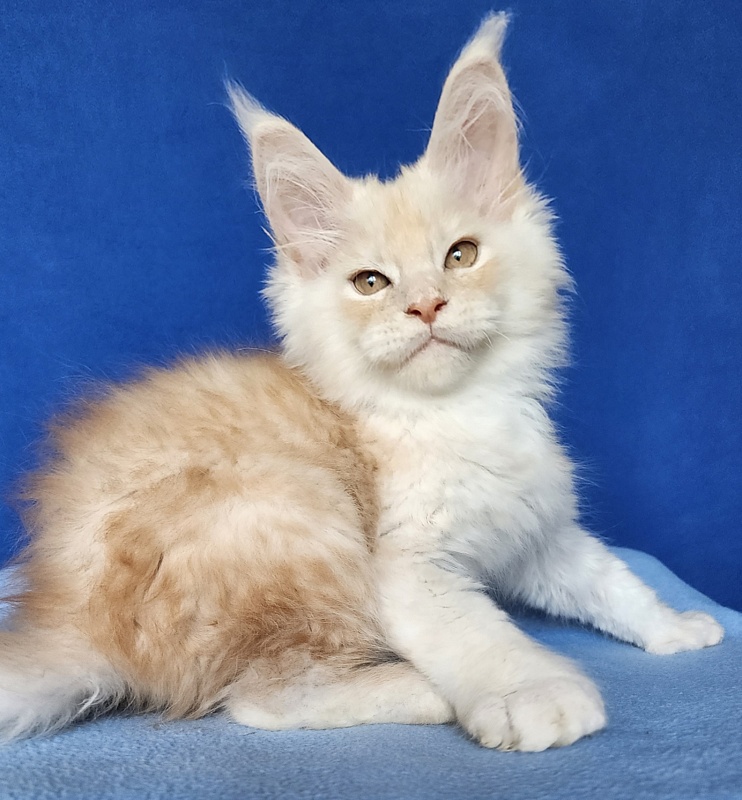 Silver Bear Akbars (polydactyl) 66/66 - Kitten maine-coon 2 months 3 weeks