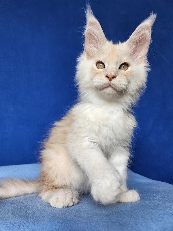 Silver Bear Akbars (polydactyl) 66/66 - Kitten maine-coon 2 months 3 weeks