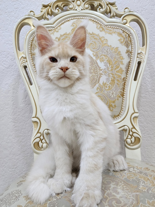 Silver Bear Akbars (polydactyl) 66/66 - Kitten maine-coon 4 months 2.5 weeks