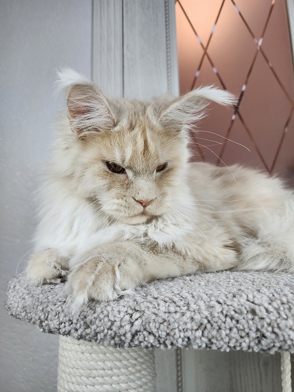 Silver Bear Akbars (polydactyl) 66/66 - Kitten maine-coon 6 months 3.5 weeks