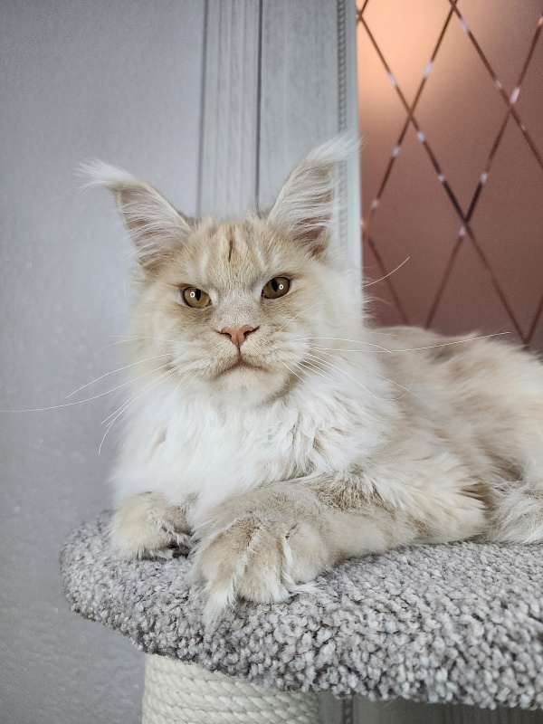 Silver Bear Akbars (polydactyl) 66/66 - Kitten maine-coon 6 months 3.5 weeks