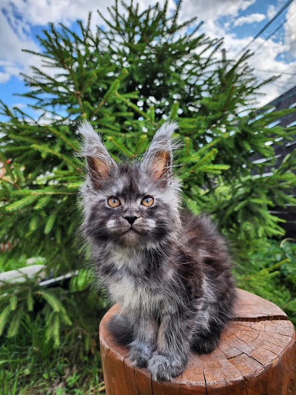 X-tal Akbars - Kitten maine-coon 1 month 3.5 weeks