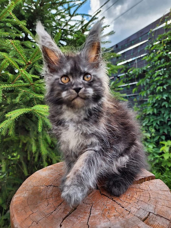 X-tal Akbars - Kitten maine-coon 1 month 3.5 weeks