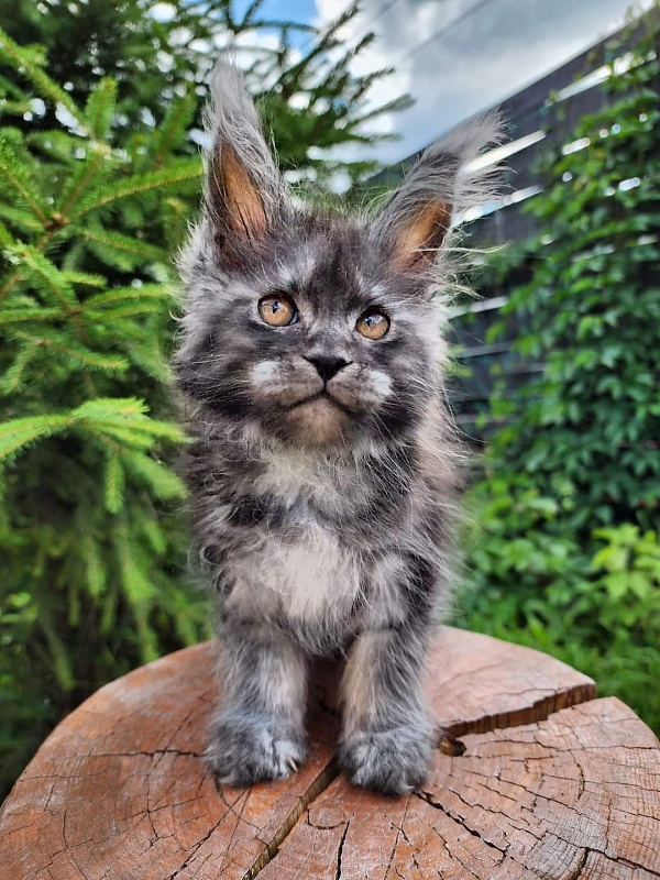 X-tal Akbars - Kitten maine-coon 1 month 3.5 weeks