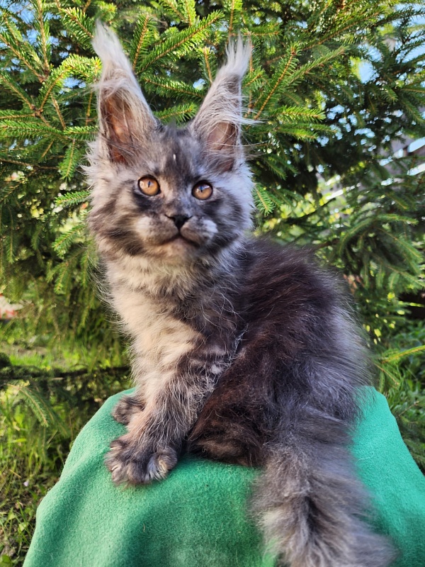 X-tal Akbars - Kitten maine-coon 2 months 1 week