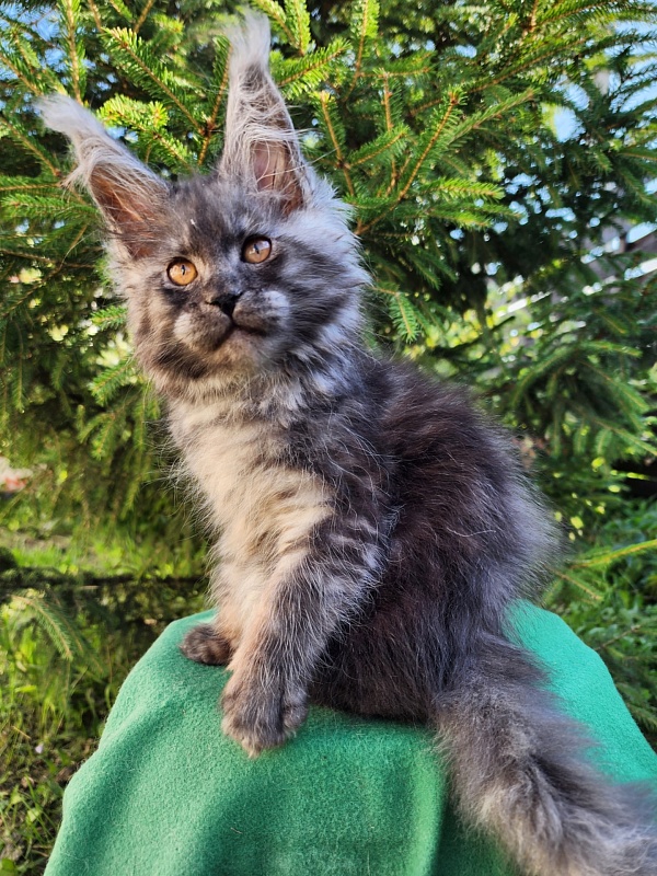 X-tal Akbars - Kitten maine-coon 2 months 1 week