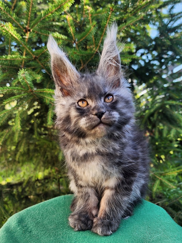 X-tal Akbars - Kitten maine-coon 2 months 1 week